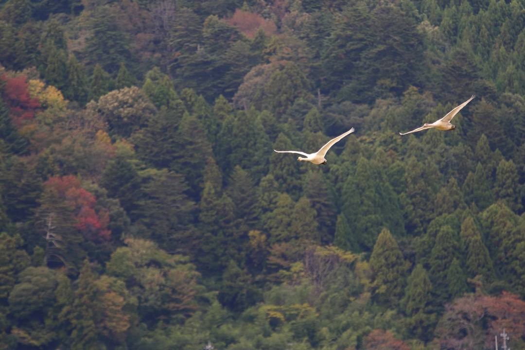 e0403850_23333824.jpg