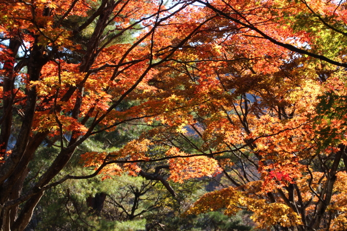 伊香保森林公園の紅葉(2) (2019/11/6撮影)_b0369971_17271921.jpg