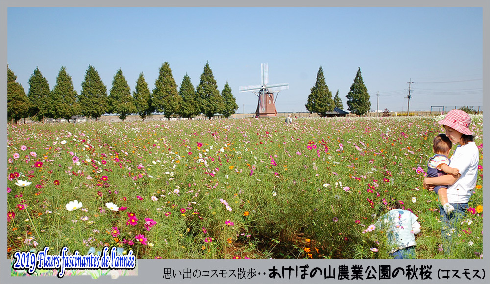 「花たち - 思い出のコスモス・あけぼの山農業公園・・」_c0009981_05054596.jpg