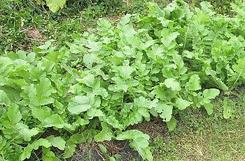 f0003283_08441181.jpg