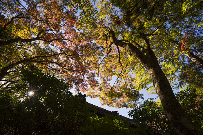 箱根の紅葉始まりました。_b0145398_20575896.jpg