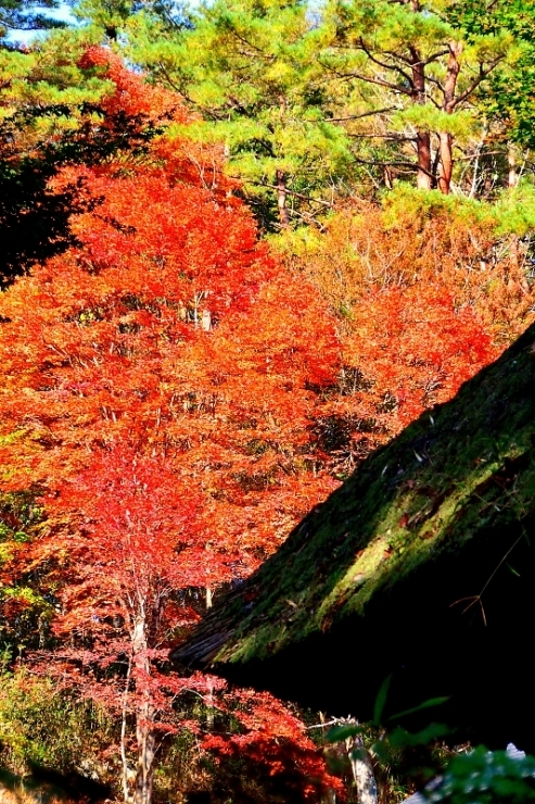 2019/11/01撮影 岩手平泉、達谷窟毘沙門堂、紅葉風景_d0343305_13195630.jpg