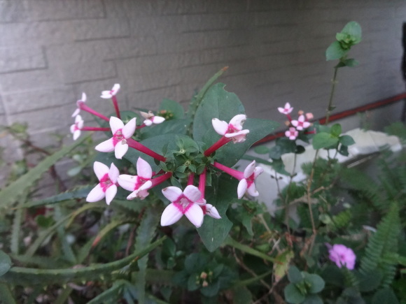 ブバルディア だんご虫の花