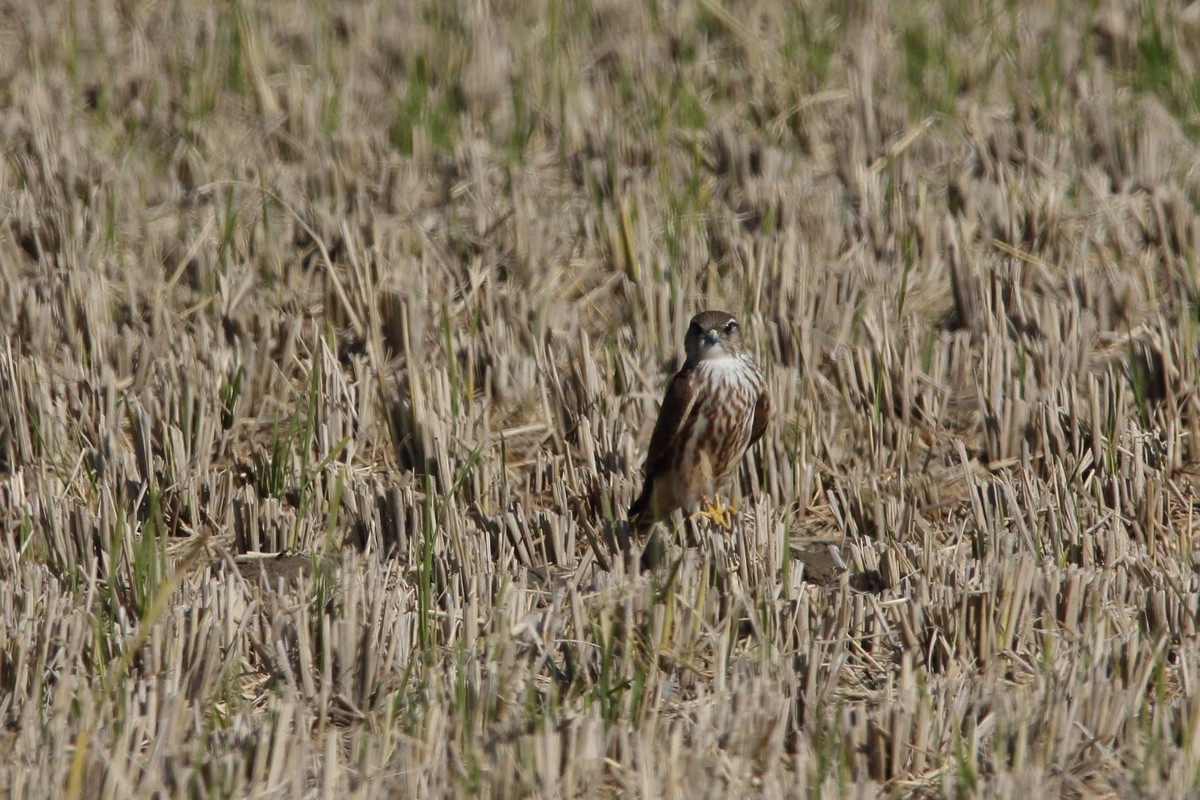 f0235311_22050949.jpg