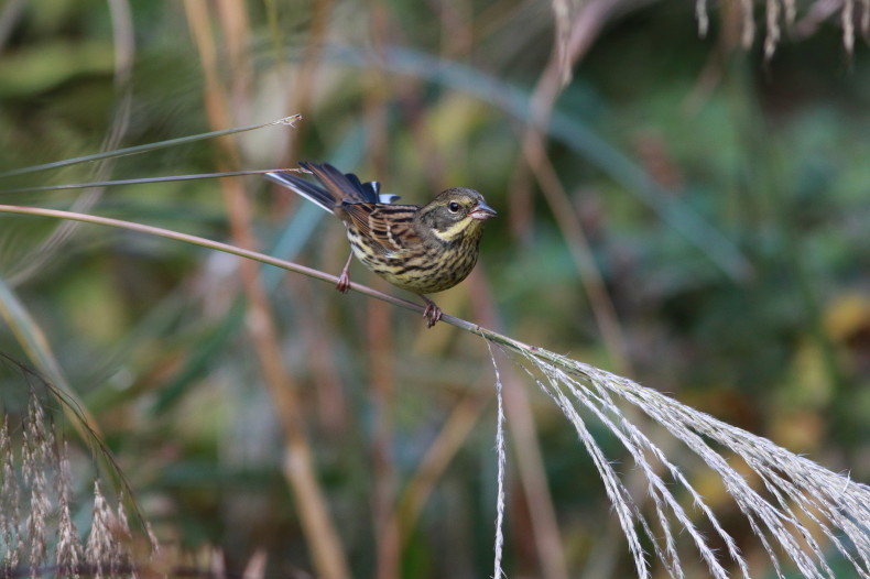 ススキの穂も食べるんだ ｓｇｏ シエロの野鳥観察記録