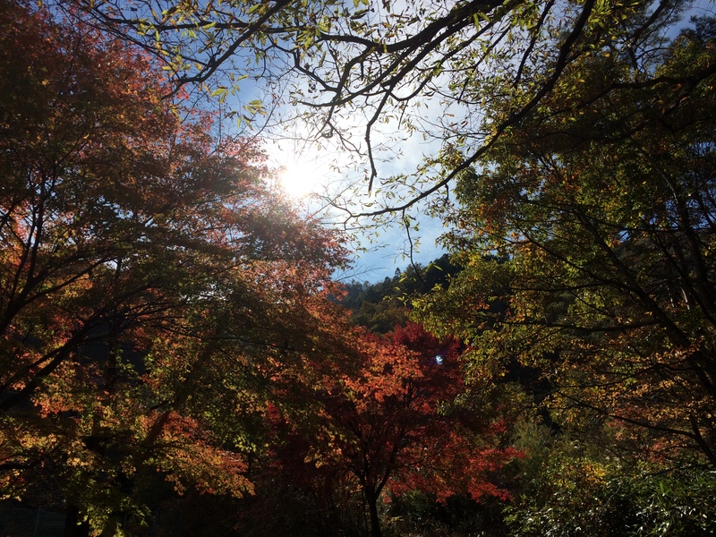 紅葉の万沢・秋鹿林道ツーリング_e0276229_23151466.jpg