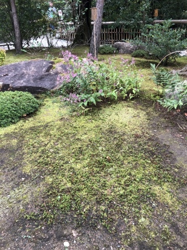谷さんの旅枕_a0197730_13244132.jpeg