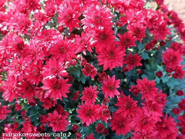 ざる菊を見に~♬_d0147030_20424917.jpg