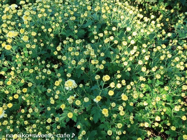 ざる菊を見に~♬_d0147030_20443703.jpg