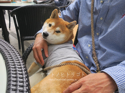 e0394031_07222078.gif