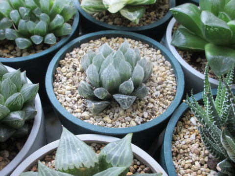 ほわほわと毛が生えている多肉植物ハオルチア ベヌスタ あるまじろの庭