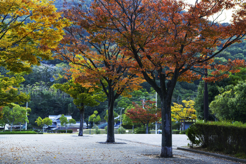 運動公園の秋　2019_d0246136_18332216.jpg