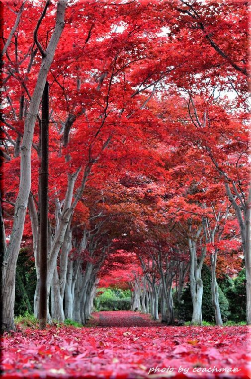 緋色の路 2 (平岡樹芸センター)_a0315942_21301511.jpg