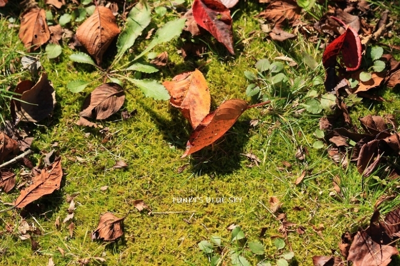c0145250_10560999.jpg