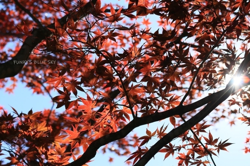c0145250_10562877.jpg