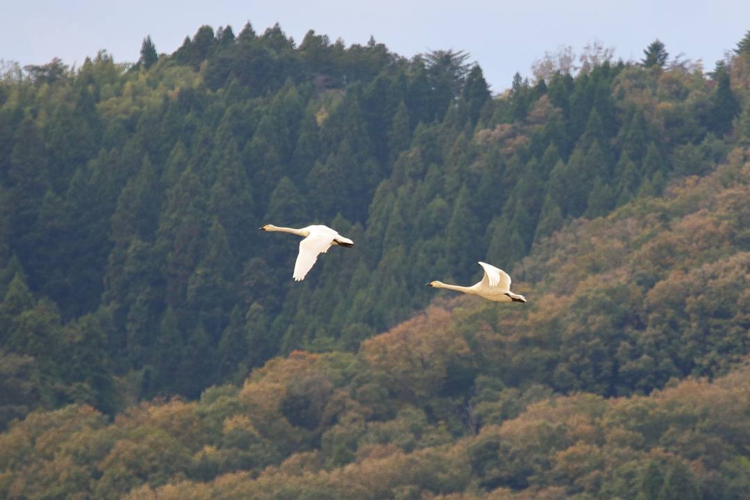 e0403850_21443632.jpg