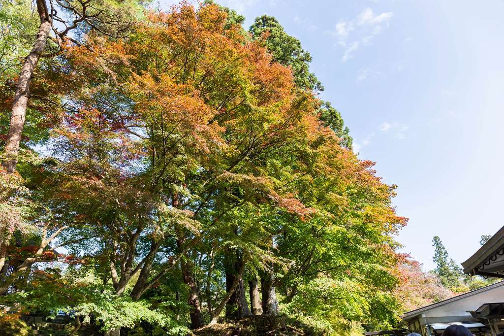 中尊寺はまだ紅葉していなかった_f0044056_11404636.jpg