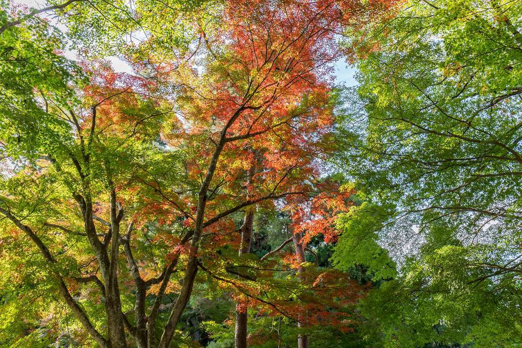 中尊寺はまだ紅葉していなかった_f0044056_11522770.jpg