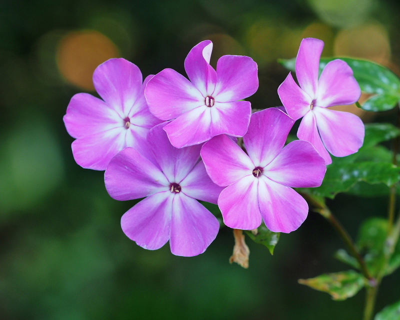 ボタニックガーデンで ～遅い秋の花や虫～_c0305565_20391071.jpg