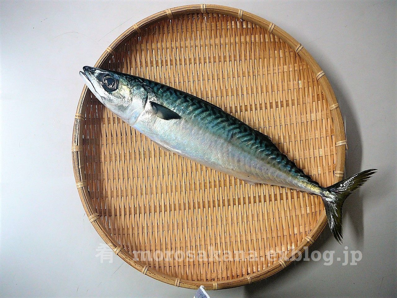 注目 マサバ 肴 注目 マサバ 肴