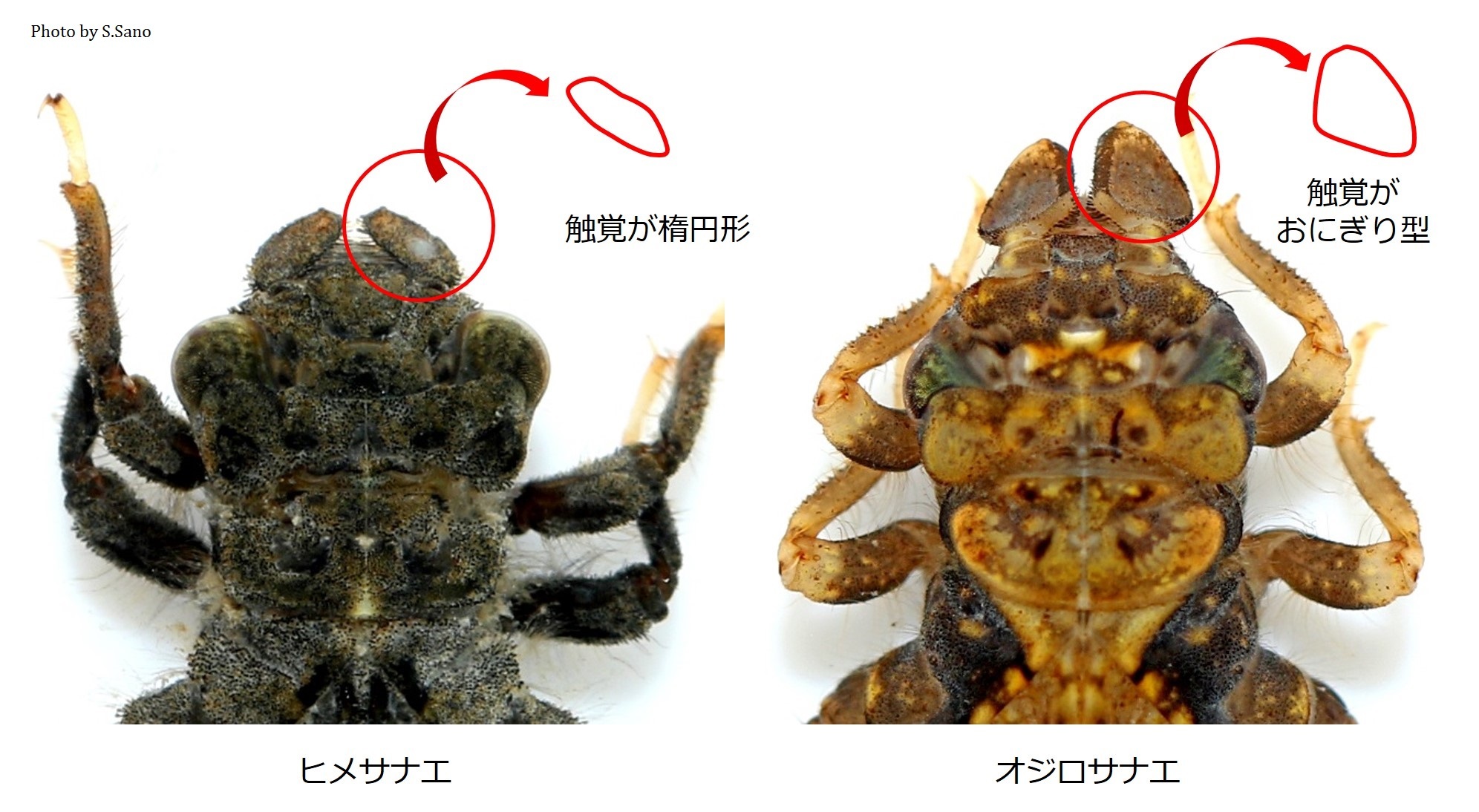 ヒメサナエとオジロサナエの幼虫_b0348205_11524582.jpg