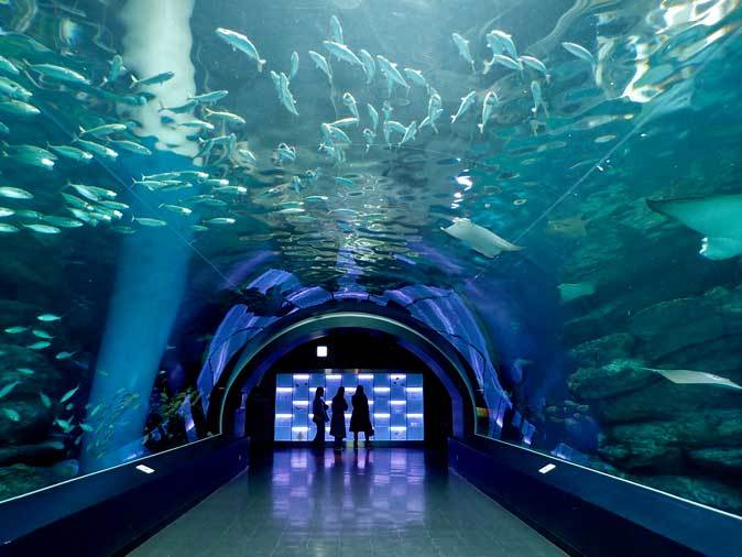 アクアパーク品川 圧巻 巨大エイたちの舞 海中トンネル ワンダーチューブ 続々 動物園ありマス