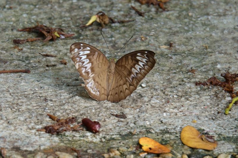 シンガポールの蝶Ⅱ(シンガポール動物園:2019年10月 シンガポールの蝶Ⅱ(シンガポール動物園:2019年10月
