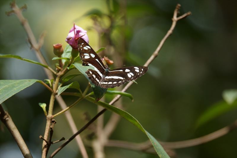 シンガポールの蝶Ⅱ（シンガポール動物園：2019年10月