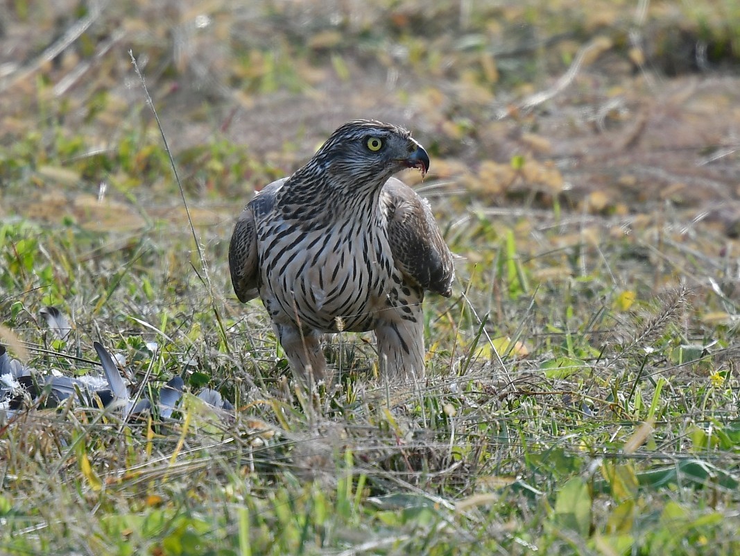 f0340732_16400025.jpg