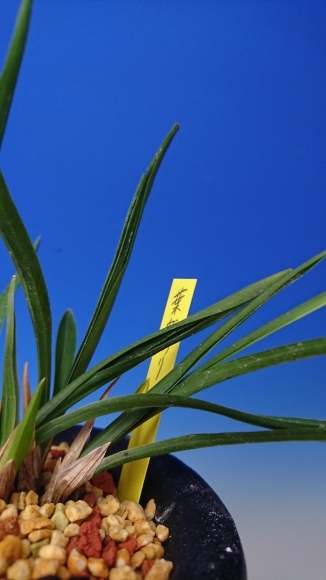 日本春蘭 葉変わり : 蘭万園日記