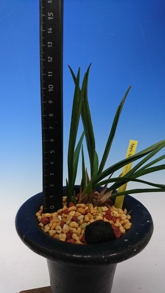 日本春蘭 葉変わり : 蘭万園日記