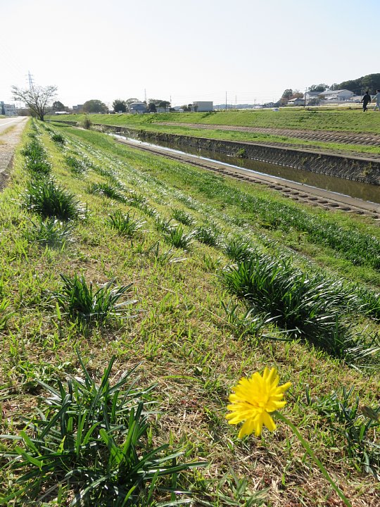 2019年11月17日　緑色に染まった河川敷　 !(^^)!_b0341140_1839093.jpg