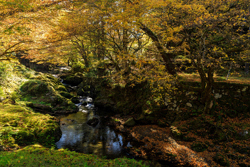 Opening!紅葉が彩る京都2019　峰定寺の彩り_f0155048_19523155.jpg