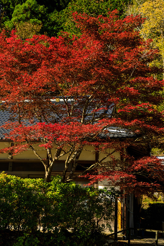 Opening!紅葉が彩る京都2019　峰定寺の彩り_f0155048_19583360.jpg