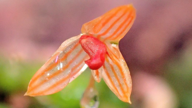 バルボフィラム モニリフォルメ Bulbophyllum moniliforme 樹皮
