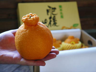 デコポン(肥後ポン)今年も大きく、美しく育ち順調に色づき始めています!12月中の出荷も可能なようですよ!_a0254656_15364769.jpg