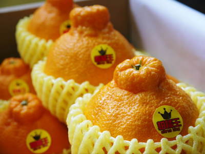 デコポン(肥後ポン)2019 大きく育ち、色がつき始めました!今年度も12月下旬からの出荷予定です!_a0254656_16483276.jpg