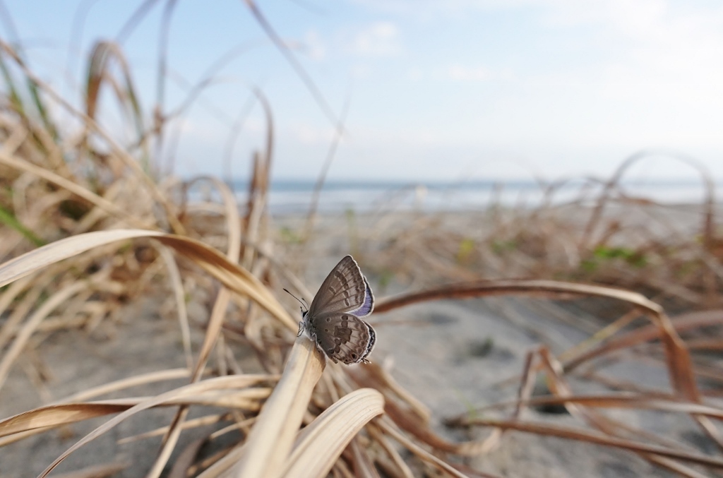 自宅近くの海岸でもクマソ確認_e0224357_22200633.jpg