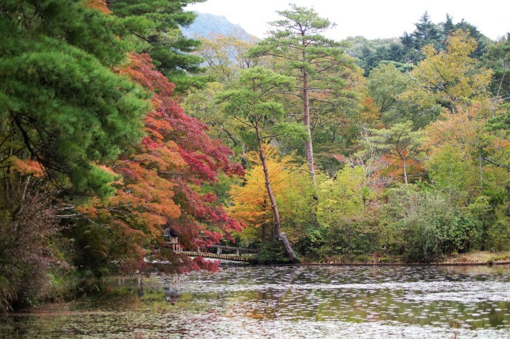 神戸市立森林植物園 長谷池周辺の紅葉 たんぶーらんの戯言