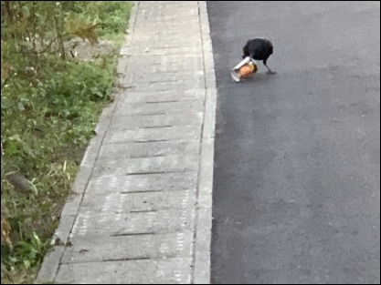 令和元年 11月10日 朝散歩_b0300759_08430718.jpeg