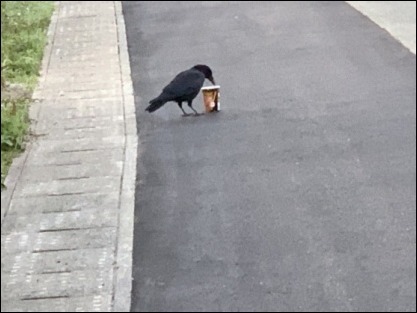 令和元年 11月10日 朝散歩_b0300759_08431122.jpeg