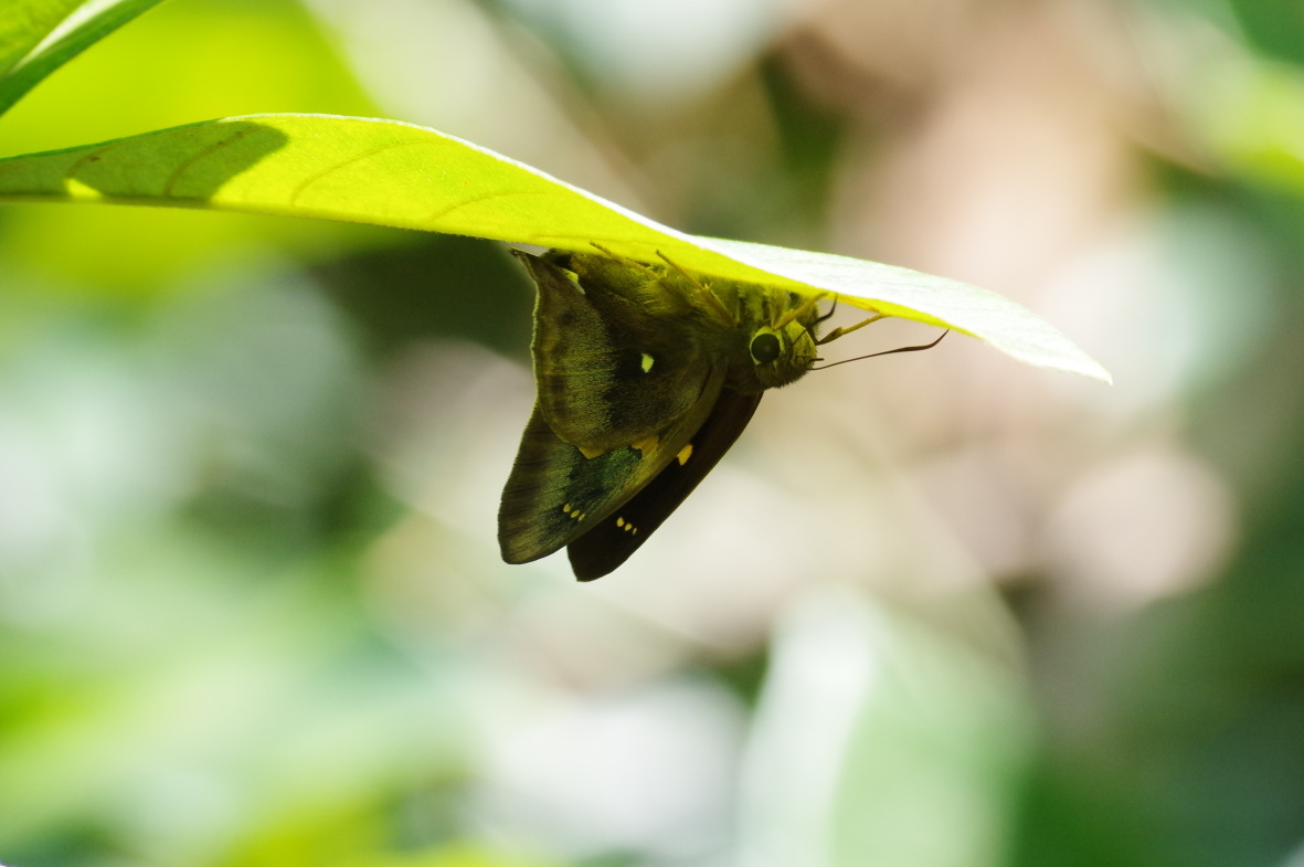 テツイロビロウドセセリ 3頭 テツイロビロウドセセリ