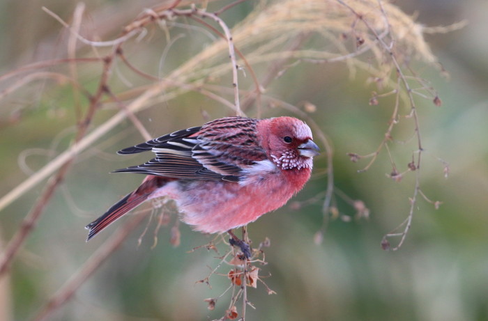 アカマシコとオオマシコと ぎんずましこ アイヌモシリの野生たち 獣と野鳥の写真図鑑 アカマシコとオオマシコと ぎんずましこ アイヌモシリの野生たち 獣と野鳥の写真図鑑