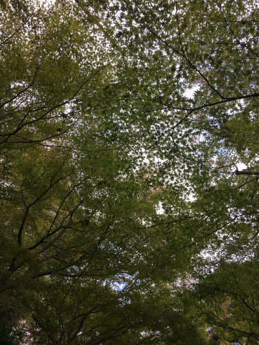 2019.11.10 長谷寺詣り。_a0145471_07310850.jpg