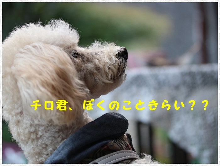 日曜日の家でのあれこれ、出かけない休日にも、いろいろ楽しいことがありますよ~_b0175688_20122426.jpg