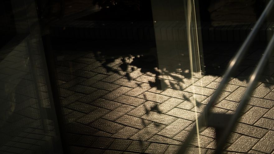 秋の午後を慈しむ光蜥蜴_d0353489_10350212.jpg
