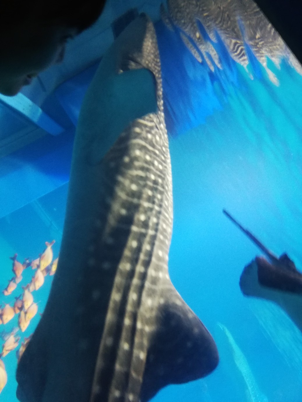 秋の外出、いっぱいの写真_f0376200_02491812.jpg