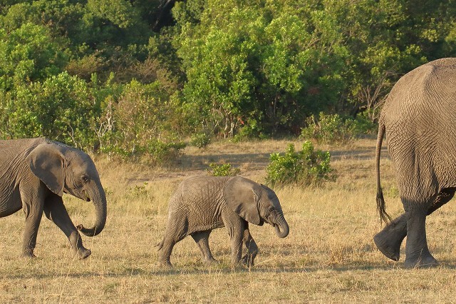 ケニアの野生動物たち 象 ハイエナ ライオン の赤ちゃんたち 旅プラスの日記
