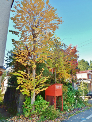 兼業農家の冬準備は庭木の剪定から・・・②_c0336902_20015291.jpg