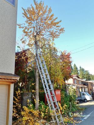 兼業農家の冬準備は庭木の剪定から・・・②_c0336902_20015984.jpg